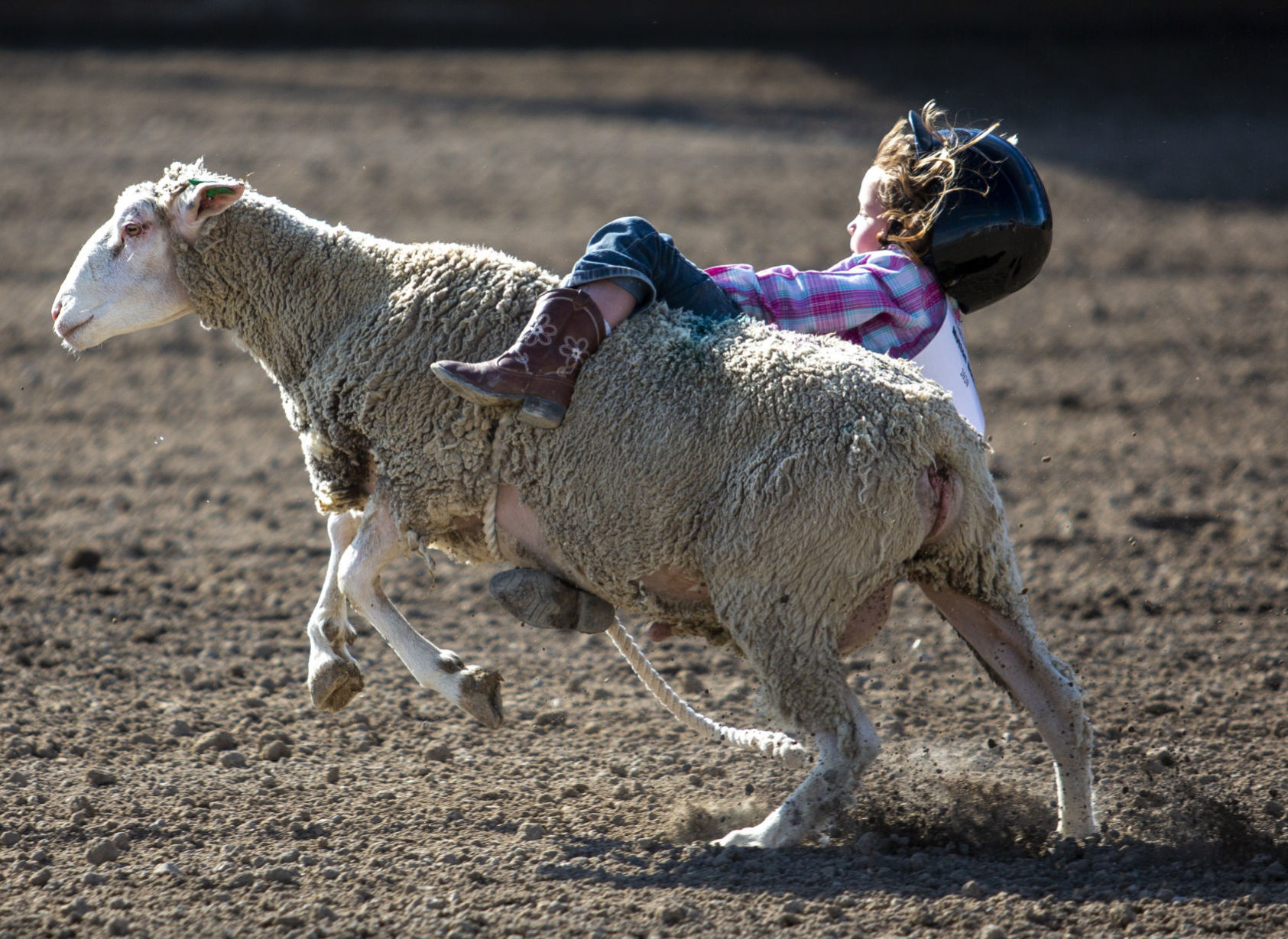 Mutton Busting in Minidoka